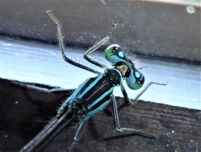 Ischnura elegans Groe Pechlibelle Schlanklibellen Coenagrionidae Kleinlibellen Zygoptera nafoku Spraitbach Artenvielfalt Pilzschule Schwbischer Wald Krieglsteiner 3