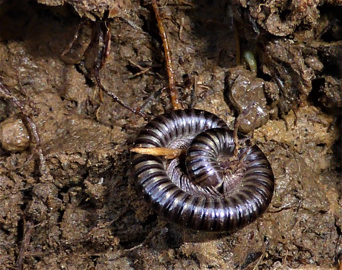 Julidae Diplopoda Myriapoda Schnurfuesser Tausendfuessler Arthropoden Julidae Pilzzuch Buchenstamm Fagus sylvatica PIlzexpertin Katharina Krieglsteiner Artenvielfalt ohne Pestizide