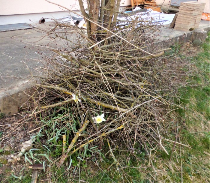 Kalk Saumbeet 1 Flieder Syringa vulgaris Asthaufen Beginn der Gartengestaltung Naturgarten Krieglsteiner PIlzschule Schwaebischer Wald Spraitbach