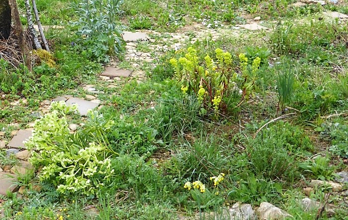 Kalk Saumbeet 12 Stinkende Nieswurz Helleborus foetidus Mandelwolfsmilch Euphorbia amygdaloides Faerberwaid Wiesen Schlsselblume Primula veris Naturgarten Krieglsteiner PIlzschule Schwaebischer Wald