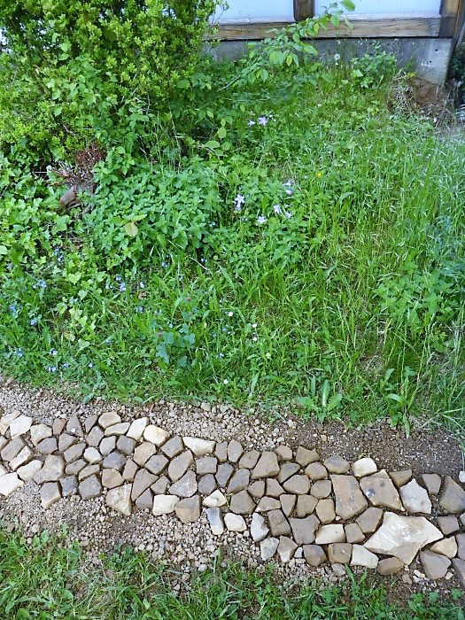 Kalk Saumbeet 17 Verlaengerung Steinweg Wiesen Glockenblume Campanula patula kein Duenger spaete Mahd Naturgarten Artenvielfalt Krieglsteiner Wildkraeuterkurs Pilzschule Schwaebischer Wald