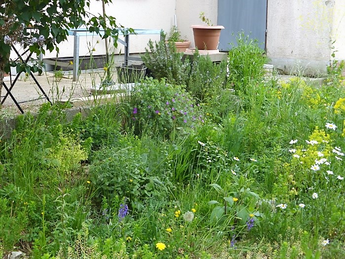 Kalk Saumbeet 19 Grosser Ehrenpreis Veronica teucrium Margerite Leucanthemum vulgare Rosmarin Terrasse Flieder Garage Artenvielfalt Lebensraum PSV Ausbildung PilzCoach PIlzexpertin Katharina Krieglsteiner