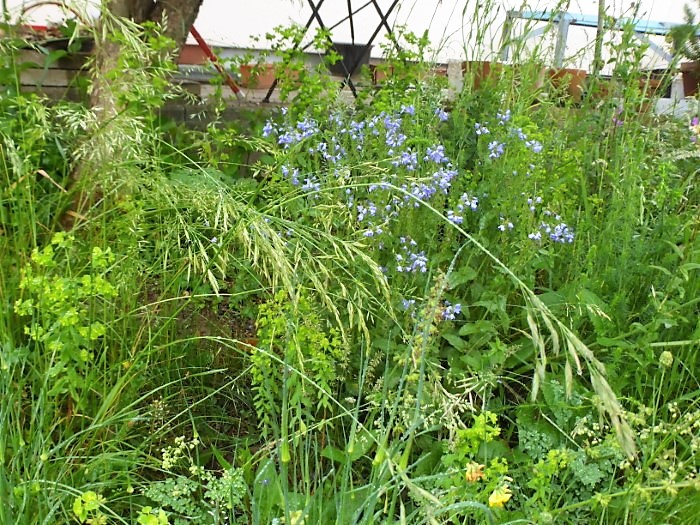 Kalk Saumbeet 20 Esels Wolfsmilch Euphorbia esula Aufrechte Trespe Bromus eretus Grosser Ehrenpreis Veronica teucrium Saumgesellschaften Kalkboden Naturgarten Insekten Nahrung Wildkraeuterkurs