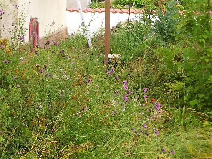 Kalk Saumbeet 21 Skabiosen Flockenblume Centaurea scabiosa Bunte Kronwicke Securigera varia Morchelbeet Nahrungsfeld Grenzmauer Artenvielfalt Insektenwelt Kleintiere Lebensraum Naturgarten Spraitbach