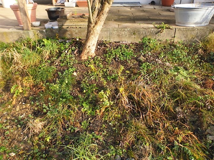 Kalk Saumbeet 8 Flieder Winterzustand Naturgarten Kalkboden Terrasse Pilzschule Schwaebischer Wald Naturschutz Krieglsteiner Spraitbach