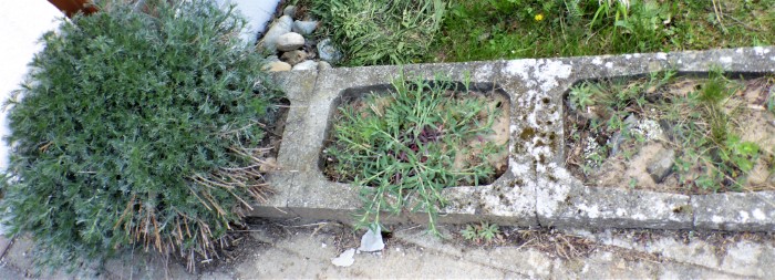 Kalksand Beet 10 Feld Beifuss Artemisia campestris Taubenkropf Leimkraut Silene vulgaris inflata Moose Flechten Magerrasen unterfraenkisch Naturgarten Biodiversitaet PIlzschule Schwaebischer Wald