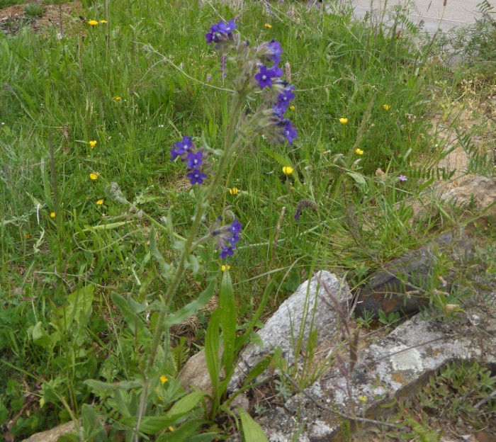 Kalksand Beet 11 Echte Ochsenzunge Anchusa officinalis Magerrasen Fragment Unterfranken Pilzschule Schwaebischer Wald Ruppertshofen Krieglsteiner PIlzCoach Pilzexpertin Pilzseminare Krieglsteiner