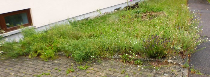 Kalksand Beet 15 Magerwiese Lavendel Lavandula angustifolia Graukresse Berteroa incana Unterfranken essbare Wildkraeuter Naturschutz Artenvielfalt Pilzschule Schwaebischer Wald Krieglsteiner PIlzexpertin