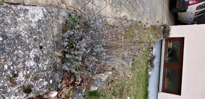 Kalksand Beet 17 Lavendel Lavandula angustifolia Feld Beifuss Artemisia campestris Garageneinfahrt Hauswand Spraitbach Krieglsteiner Pilzexperte Pilzpapst Pilze kennen lernen