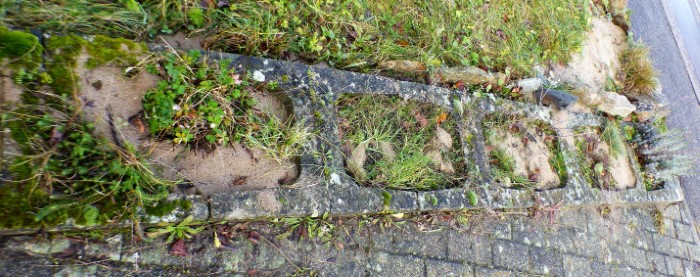 Kalksand Beet 3 Potentilla argentea Silber Fingerkraut Silbergras Corynephorus canescens Unterfranken Magerrasen PSV Ausbildung Feldmykologe Wildkraeuterkurs PIlzCoach Pilzexpertin Katharina Krieglsteiner