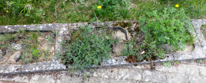 Kalksand Beet 8 Feld Beifuss Artemisia campestris Silber Fingerkraut Potentilla argentea Artenvielfalt Naturschutz Flechten Moose Wildkraeuter PIlzschule Schwaebischer Wald Krieglsteiner Ruppertshofen