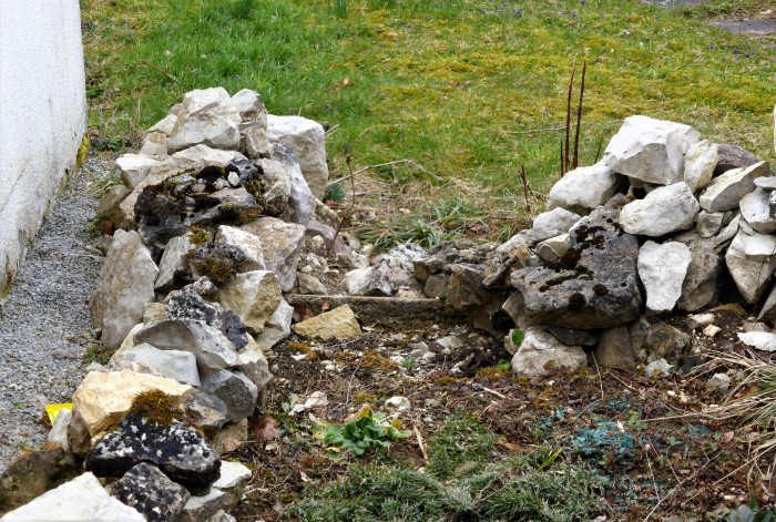 Kalkstein Mauer 17 Cirsium acaule Staengellose Kratzdistel bemooste Steinbloecke Schotter Nachbargarten SO naehrstoffarm Sparriges Kranzmoos Runzelpeter Rhytidiadelphus squarrosus Mooskurs Pilzschule