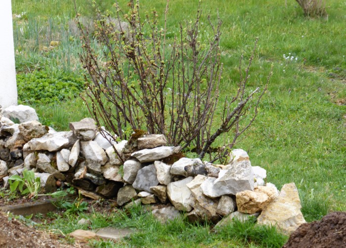 Kalkstein Mauer 2 Rote Johannisbeere Ribes rubrum Nachbargarten SO naehrstoffarm keine Duengung Kompostfeld Nahrungszone Schwaebische Alb Krieglsteiner Spraitbach Pilzshule PIlzkurse