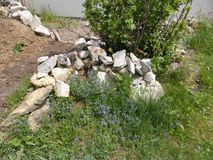 Kalkstein Mauer 5 Gamander Ehrenpreis Veronica chamaedrys Rote Johannisbeere Kompostfeld Nachbargarten Nahrungszone Grenzmauer Naturgarten Biodiversitaet Artenvielfalt Krieglsteiner