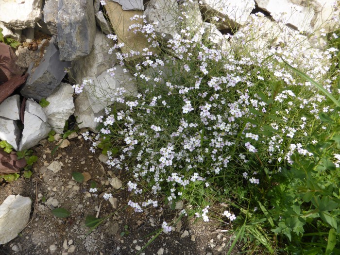 Kalkstein Mauer 6Sand Schaumkresse Cardaminopsis arenosa Felsfluren Rote Johannisbeere Naehrstoffarm Duengung Pestizide Artenvielfalt Pilzkurse Pilzschule Schwaebischer Wald Wildkraeuterkurs PIlzCoach