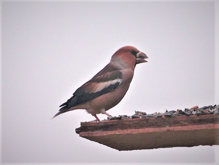 Kernbeisser Coccothraustes coccothraustes Finkenvoegel Fringillidae Singvogel Passeriformes Kirschkerne Kirschbaum Winterfuetterung Naturgarten Koernerfresser PIlzschule Schwaebischer Wald Beate Siegel