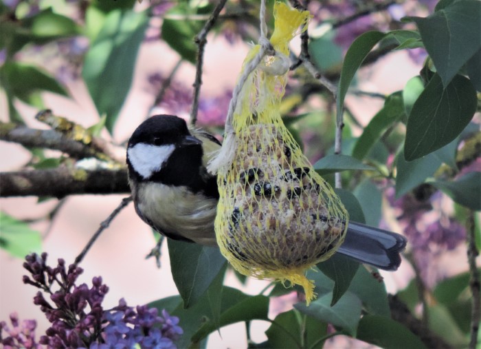 Kohlmeise Parus major Paridae Passeriformes Singvoegel Sperligsvoegel Pilzexpertin Katharina Krieglsteiner Winterfuetterung Naturgarten Spraitbach PIlzschule Schwaebischer Wald Insektenwelt