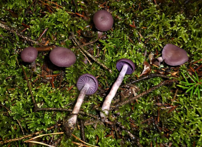 Laccaria amethystina amethystea Violetter Lila Lackpilz Lacktrichterling Mykorrhiza Winterlinde Tilia cordata essbar haeufig Naturgarten Krieglsteiner Spraitbach Pilzkurse