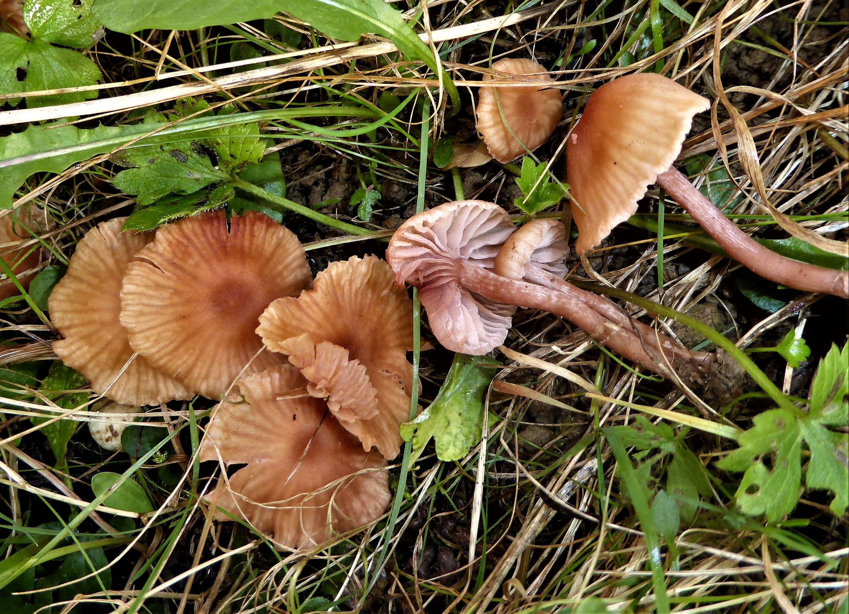 Laccaria tetraspora laccata Lackpilz Lacktricherling essbar Mykorrhiza Winterlinde Tilia cordata Spraitbach Hydnangiaceae Agaricales Pilzschule PIlzkurse Bestimmungskurs Ausbildung PSV DGfM Feldmykolog