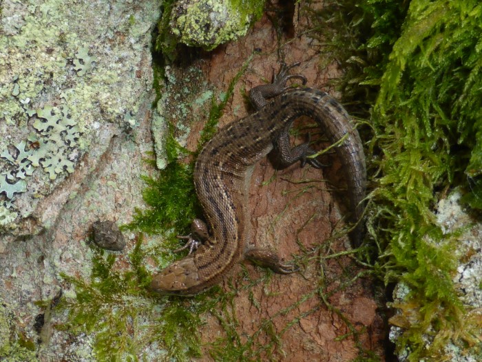 Lacerta Zootoca vivipara Bergeidechse Waldeidechse Lacertidae Squamata Schuppenkreichtiere PIlzschule Schwaebischer Wald Artenvielfalt Heidebeet Biodiversitaet Schuppenkriechtiere Squamata