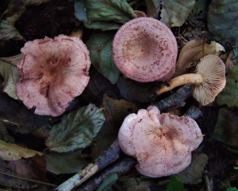 Lactarius lilacinus Lila Milchling Bayern Rhoen Seebachtal Bach Eschenwald Erlen Alnus glutinosa Muschelkalk Krieglsteiner