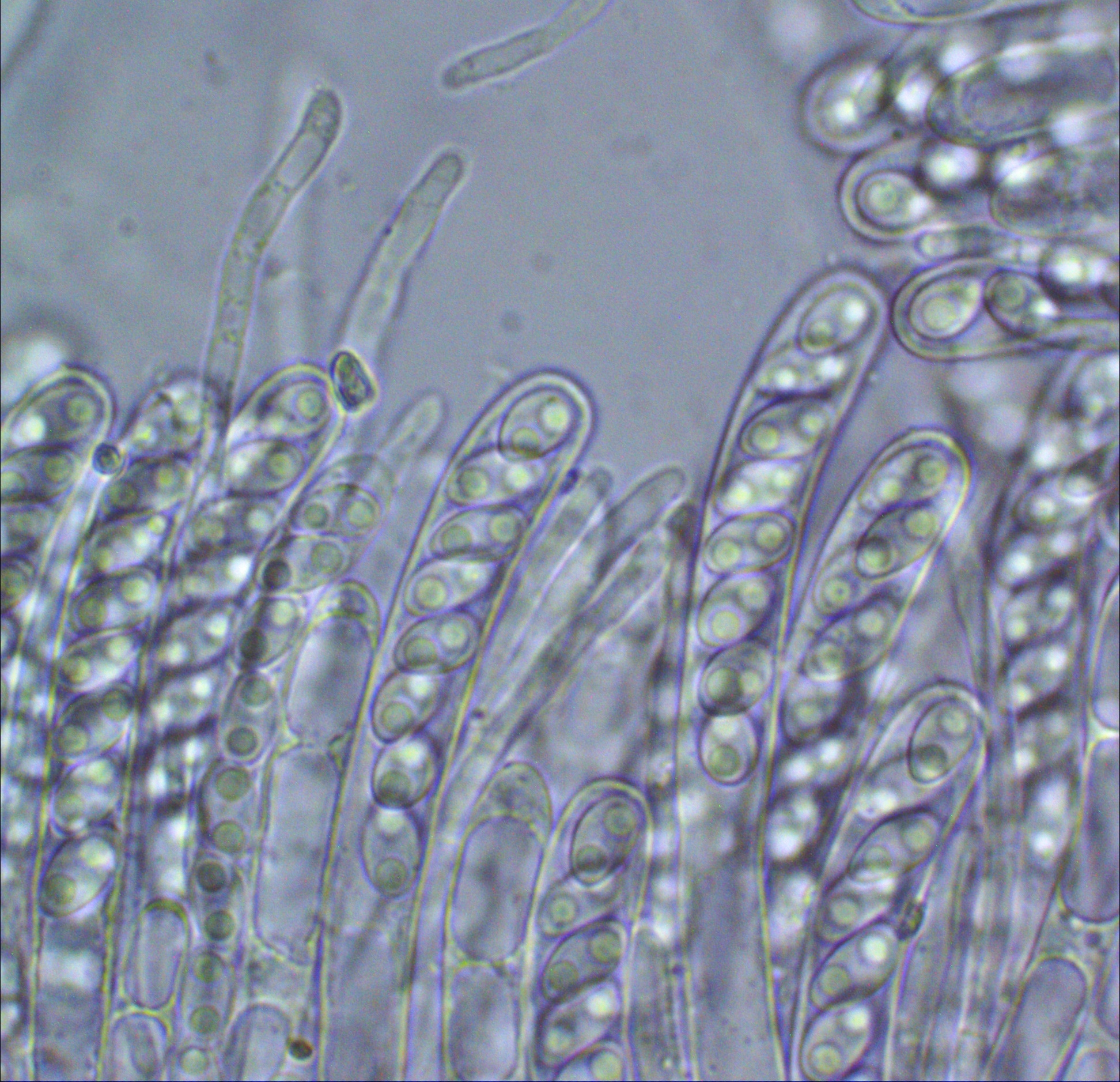 Lambertella corni maris Asci Paraphysen Fruchtschicht Sclerotiniaceae Pilzschule Schwaebischer Wald Kornelkirschen Becherling