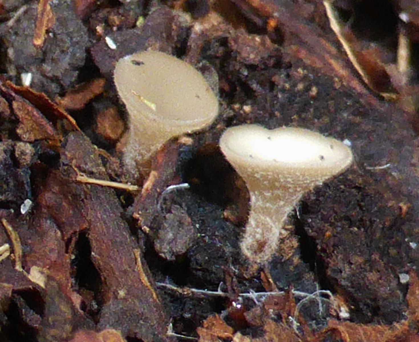 Lambertella corni maris Birne Garten Parasit Remstal Schlauchpilz Pilzschule Schwaebischer Wald Pilzbestimmung