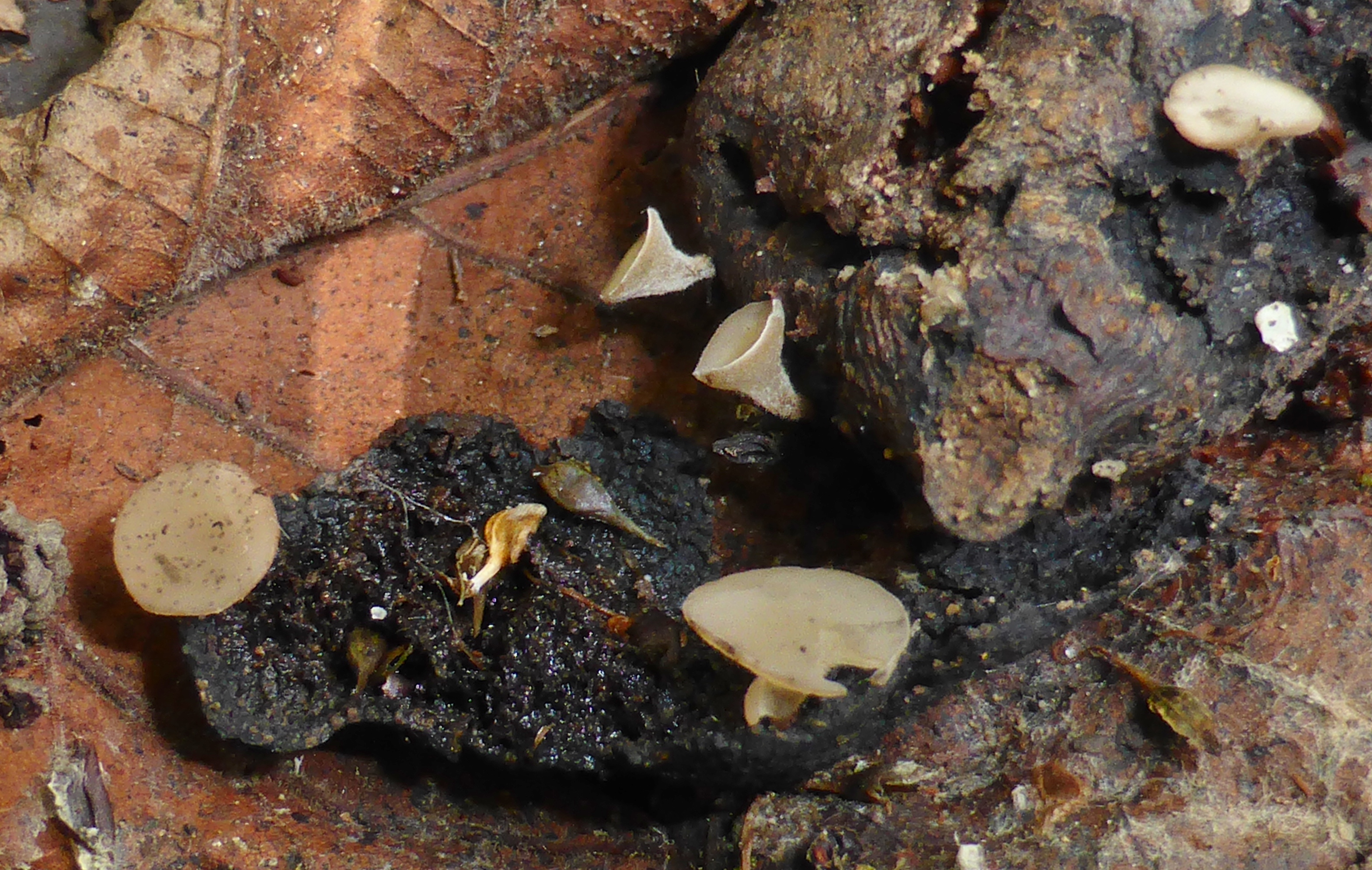 Lambertella corni maris Sclerotiniaceae Stromabecherling Birne Kornelkische Baden Wuerttemberg Stuttgart Gmuend Pilzschule Schwaebischer Wald