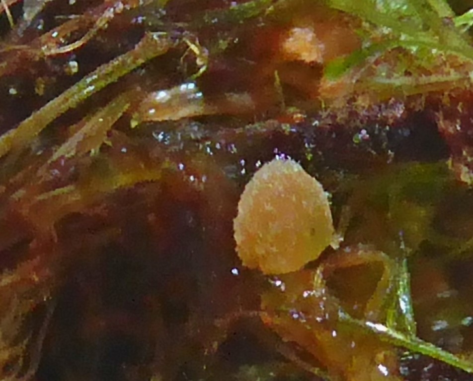 Lamprospora esterlechnerae D. denudatum Isny Umg. Tobel 7 18.23.10. Medium