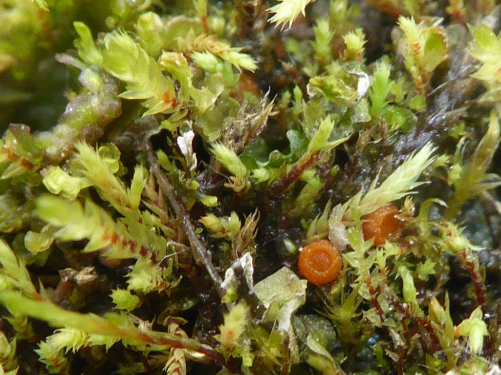 Lamprospora lutziana NOR Jotunheimen 2 Spiterstulen 2 18.16.07. Medium