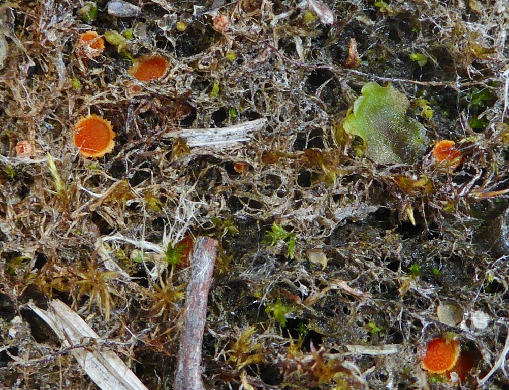 Lamprospora lutziana NOR Jotunheimen Spiterstulen 6 18.16.07. Medium