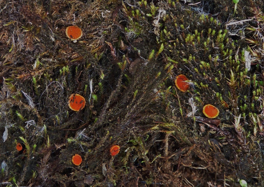 Lamprospora lutziana Studio NOR Jotunheimen 18 18.17.07. Medium