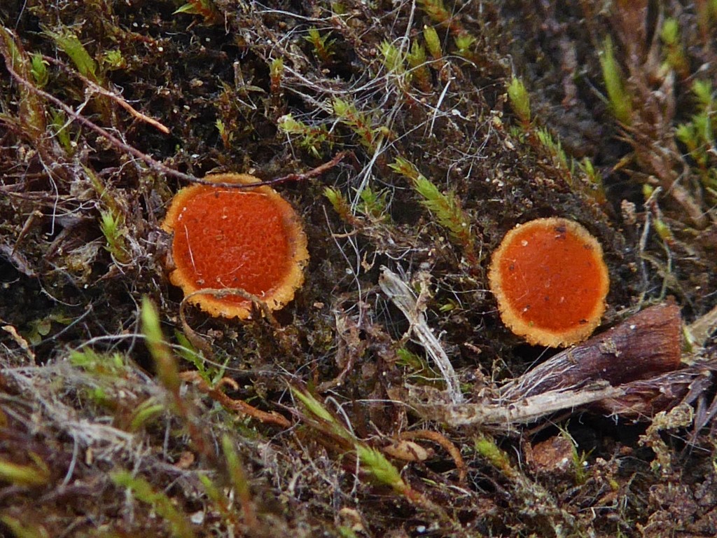 Lamprospora lutziana Studio NOR Jotunheimen 25 18.17.07. Medium