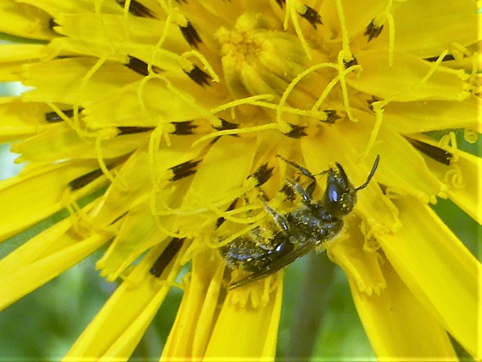 Lasioglossum villosulum Zottige Schmalbiene Furchenbienen Halictidae Hymenoptera Hautfluegler Tragopogon pratensis Wiesen Bocksbart Spraitbach Krieglsteiner Biodiversitaet