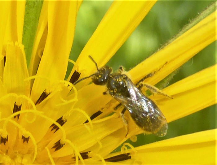 Lasioglossum villosulum Zottige Schmalbiene Furchenbienen Halictidae Hymenoptera Hautfluegler Tragopogon pratensis Wiesen Bocksbart Spraitbach Krieglsteiner nafoku