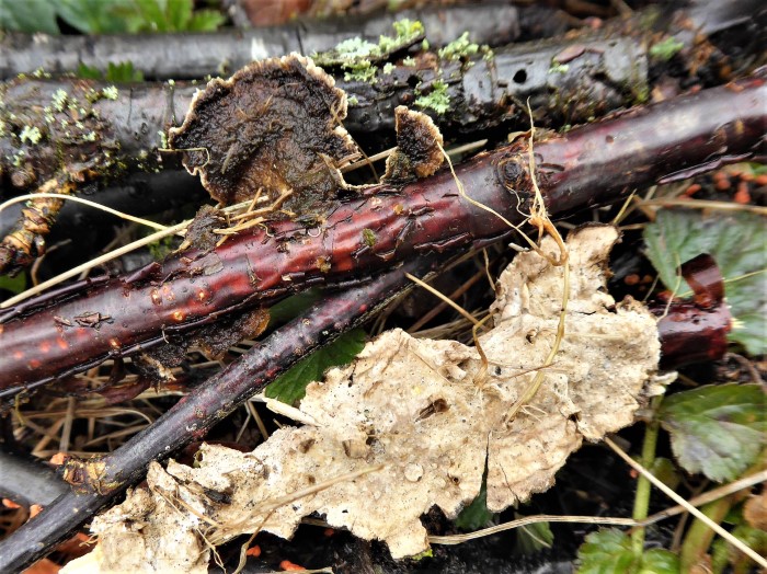 Laxitextum bicolor Zweifarbiger Schichtpilz Hericiaceae Russulales Saprobiont Laubholz Ribes rubrum Johannisbeere Feldmykologe Ausbildung Pilzschule Schwbischer Wald Krieglsteiner