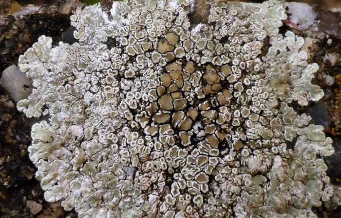 Lecanora muralis Mauer Lagerrand Krustenflechte lecanoral lecidein Lecanorales Schlauchpilz Feldmykologe Krieglsteiner Flechtenkurs lichenisierter Becherling Pilzschule Schwaebischer Wald