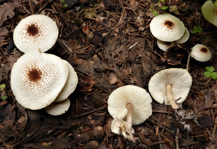 Lepiota cristata Stink Kamm Schirmling Agaricaceae kein Speisepilz Spraitbach Naturgarten Saprobiont Pilzschule Pilzkurse PSV DGfM Ausbildung Krieglsteiner Feldmykologe