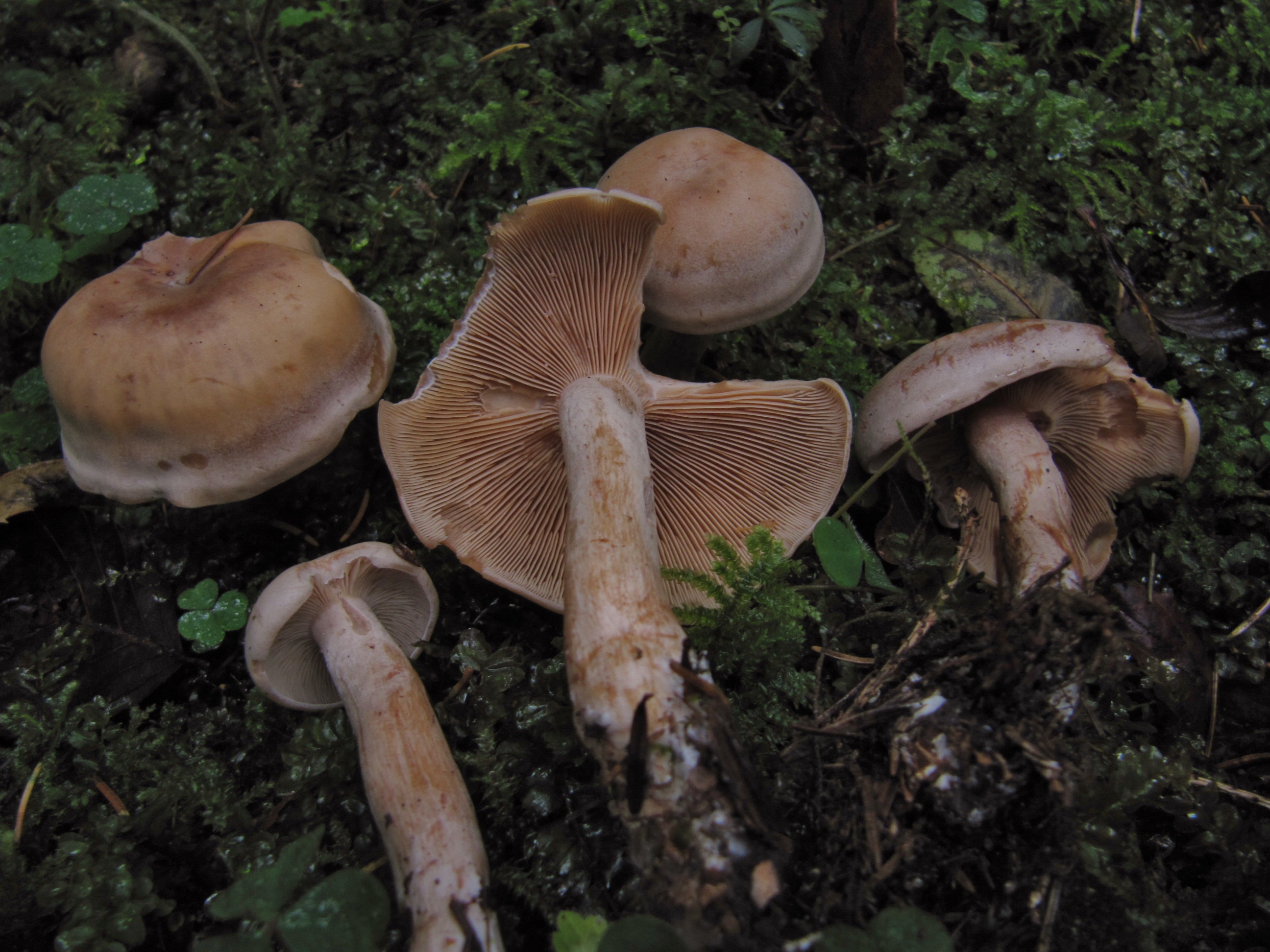 Lepista martiorum Baden Wuerttemberg Stuttgart Schwaebischer Wald Welzheim Faelblings Roetelritterling