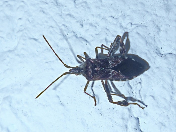 Leptoglossus occidentalis Zapfenwanze Amerikanische Kiefernwanze Randwanzen Coreidae Heteroptera Neozoon Spraitbach nafoku Artenvielfalt