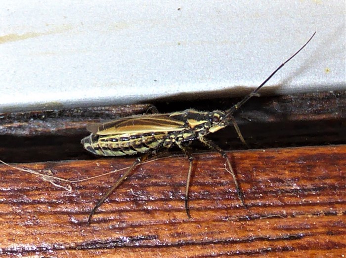 Leptoterna dolabrata Graswanze Gemeine Dolchwanze Weichwanzen Miridae Heteroptera Spraitbach Naturgarten Artenvielfalt haeufig Krieglsteiner Natur erleben Naturschutz