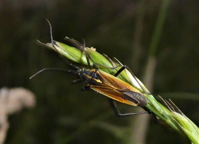 Leptoterna dolabrata Graswanze Gemeine Dolchwanze Weichwanzen Miridae Heteroptera Spraitbach Naturgarten Artenvielfalt haeufig Krieglsteiner