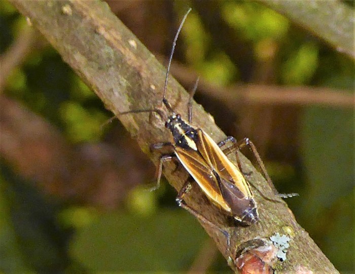 Leptoterna dolabrata Graswanze Gemeine Dolchwanze Weichwanzen Miridae Heteroptera Spraitbach Naturgarten Artenvielfalt haeufig Pilzschule Schwaebischer Wald