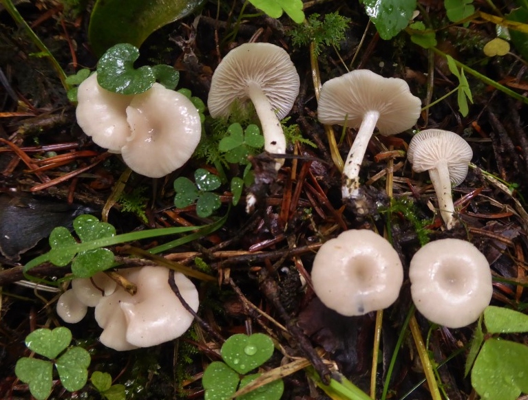 Leucocybe houghtonii Clitocybe Hoenig Heiligenbruck Baden Wuerttemberg Stuttgart Schwaebischer Wald Pilzkurs Klimwandel Neomycet