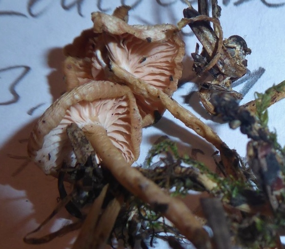 Leucocybe houghtonii Clitocybe Rosa Trichterlings Exsikkat trocken Pilzkurs Schwaebischer Wald Baden Wuerttemberg Stuttgart