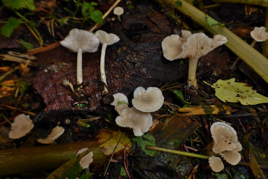 Leucocybe houghtonii Hoenig Auerbachtal Gartenabfaelle Neomycet Rosa Trichterling candicans Tomatenblaetter Geruch Krieglsteiner