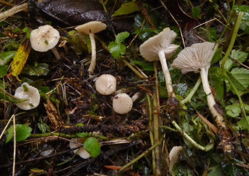 Leucocybe houghtonii Rosa Trichterling Fuchsreute Spraitbach Schwaebisch Gmuend Stuttgart Krieglsteiner Pilzflora Klimawandel