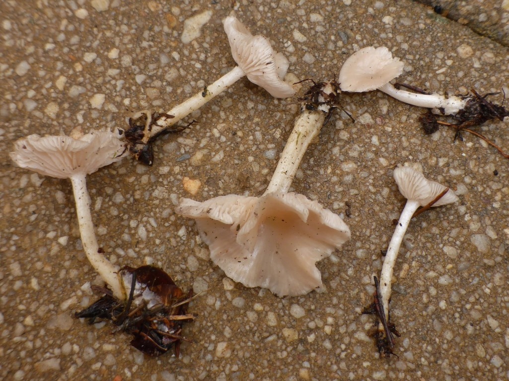 Leucocybe houghtonii Rosa Trichterling Geruch Tomatenblaetter Pilzkurs Seminar Fuehrung Krieglsteiner Pilzschule Schwaebischer Neomycet Klimawandel