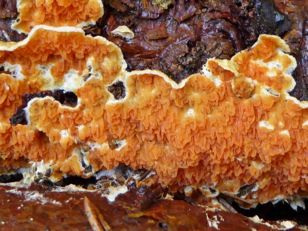 Leucogyrophana mollusca Oesterreich Kaernten Turiawald Weiche Gewebehaut Fichte Picea abies Holz