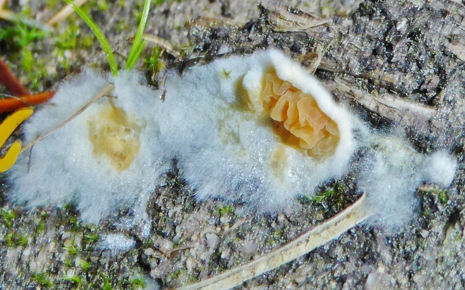 Leucogyrophana mollusca Weiche Gewebehaut Schwaebischer Wald Leintal Durlangen junger Fruchtkoerper Myzel weiss orange